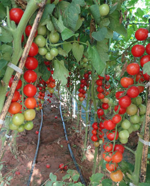 重慶明吉農(nóng)產(chǎn)品配送有限公司_重慶農(nóng)產(chǎn)品配送