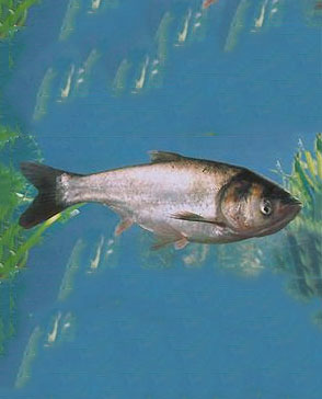 重慶明吉農產品配送有限公司_重慶農產品配送