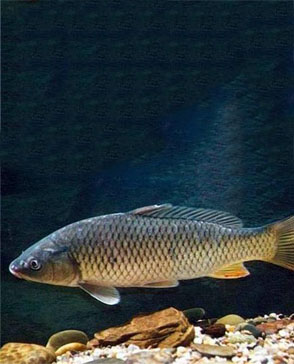 重慶明吉農產品配送有限公司_重慶農產品配送