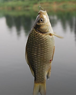 重慶明吉農產品配送有限公司_重慶農產品配送